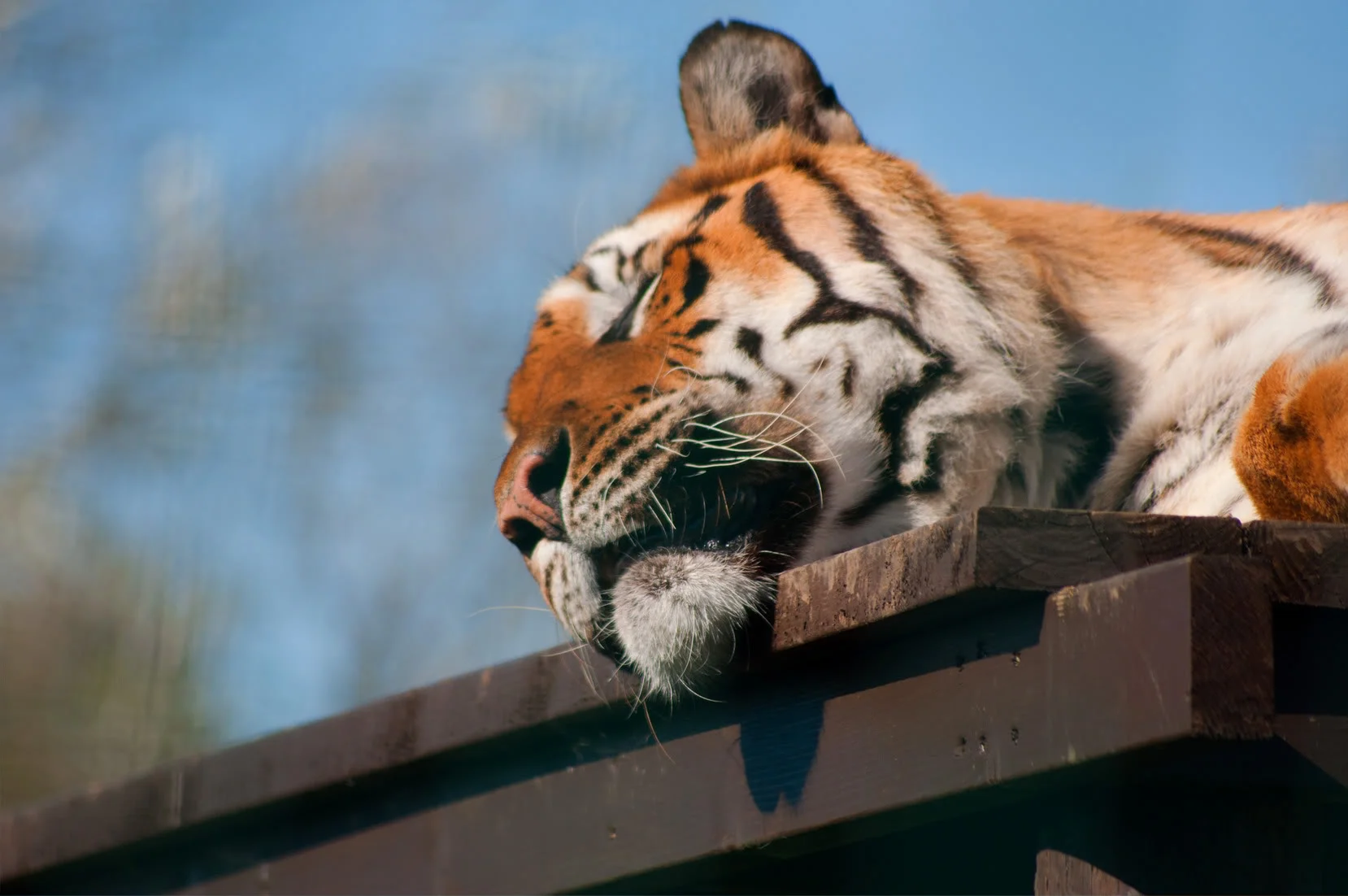 zoo116.webp