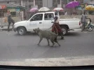 Nigeria_dog_walk_3.webp