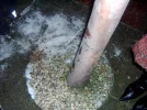 tree.webp