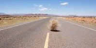 tumbleweed.webp