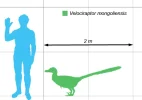Vraptor-scale.webp Vraptor-scale.webp