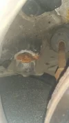 clio 50 p hole.webp