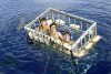 happy_shark_cage-jpg.jpg