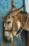 49284194.donkey.webp