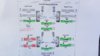 IMG-20170819-WA0004.jpeg