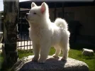 kit.webp