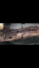 C32302BA-71A9-4324-8BF0-DF4C4119DBB7.png