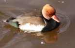 20080210_2881.webp