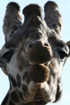 20080210_2978.webp