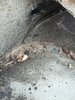 IMG_20201127_113855.jpg