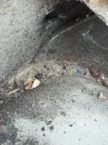 IMG_20201127_113855.webp