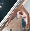 21b14800c87549ba904fc9c8f5ca19af (1).gif