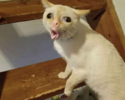 ed5.png