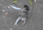 200.gif