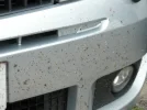 bugs_frontright.webp