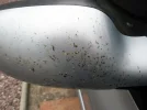 bugs_wingmirror.webp