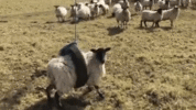 200.gif