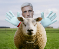 velcro-sheep-gloves.png