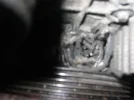 clio cam oct 08 008.webp