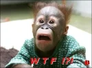 wtf2.webp wtf2.webp