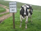 moo.webp