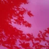 ImageUploadedByTapatalk.webp