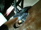 ImageUploadedByTapatalk.webp