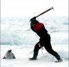 canada-seal-hunt_5106.jpg