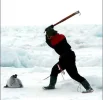 canada-seal-hunt_5106.webp
