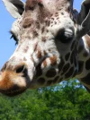 DSCF0439.webp