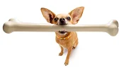 dog-bone.webp