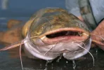 Catfish_325.webp