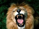 Roaring,+African+Lion.webp