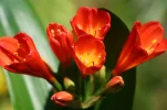 lily.webp