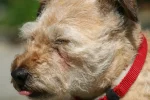 muffin.webp