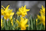 daffo.webp