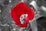 5629149412_9aac8bbd60_b.webp