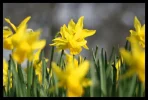daffo.webp