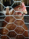 chicken-wire.webp