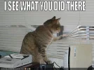 funny-pictures-cat-sees-what-you-did.webp