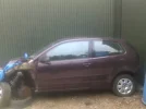 polo_purple_nss.webp