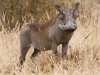 800px-Tarangire_Warzenschwein1.jpg