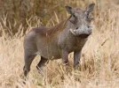 800px-Tarangire_Warzenschwein1.webp