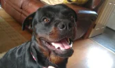 rotty.webp