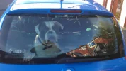 Bulldog Security.webp