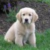 golden-retriever-puppy6.webp