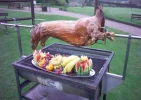 lamb_1.webp