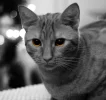 Vegas1.webp