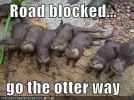 roadblocked128617732774239693.webp