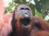 orangutan_wide_mouth.jpg